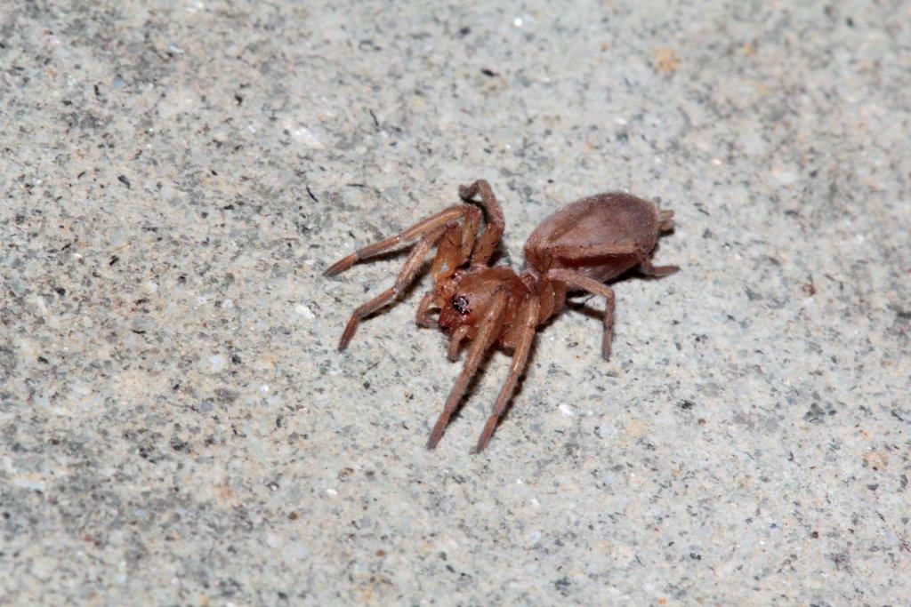 Araneus diadematus; Drassodes sp. - San Piero in Bagno